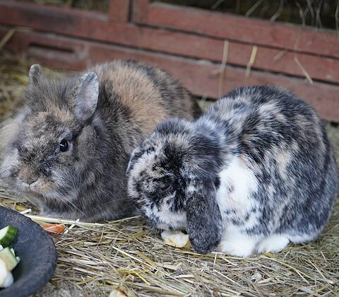 Zwei Kaninchen sitzen auf Stroh neben einem Napf mit geschnittenem Gemüse und Kartoffeln.