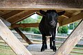 Schwarze Ziege steht auf Holztisch unter Holzüberdachung mit Zaun und Bäumen im Hintergrund.