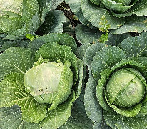 Grüne Kohlköpfe mit großen Blättern wachsen auf einem Feld, zwei Köpfe im Fokus.