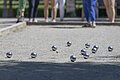 Boccia-Kugeln liegen auf einem Spielfeld aus Kies, im Hintergrund stehen mehrere Personen.