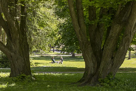 Zwei Personen sitzen auf einer Wiese im Park, umgeben von großen Bäumen und grünem Laub.