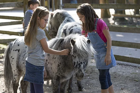 Zwei Mädchen streicheln Ponys mit geschecktem Fell in einem umzäunten Bereich im Freien.