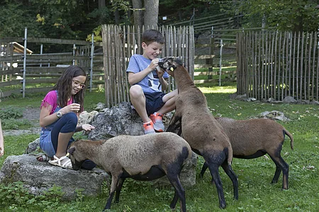 Zwei Kinder sitzen auf Steinen und füttern drei braune Schafe in einem umzäunten Bereich.