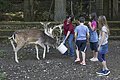 Kinder sehen einer Pflegerin bei der Fütterung der Rehe zu