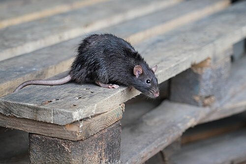 wilde braune Ratte, Rattus norvegicus, sitzt auf einer Holzpalette Eine schwarze Ratte sitzt auf einer Holzpalette und schaut nach vorne.