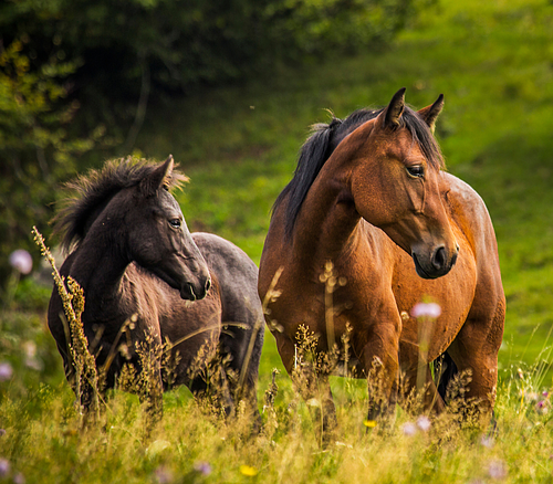 Reiten Zwei Pferde, ein braunes und ein schwarzes, stehen auf einer grünen Wiese mit Blumen und Gras.