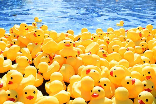 Viele gelbe Rennenten vorm Start im Wasser