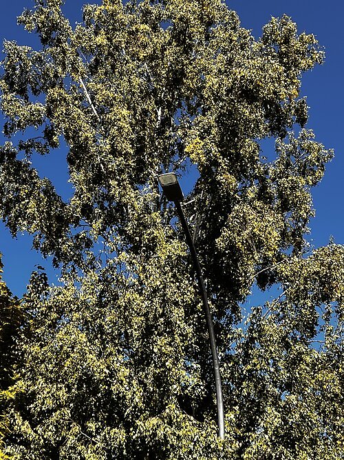 Laterne Laterne vor einem Baum