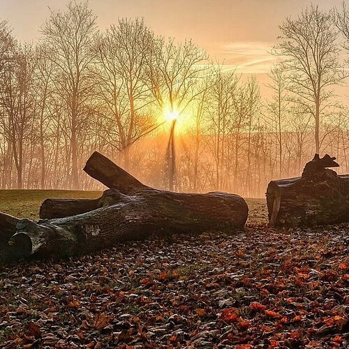 Sonnenuntergang am Burgberg Sonnenaufgang hinter kahlen Bäumen mit Baumstämmen und Laub auf dem Boden im Vordergrund.