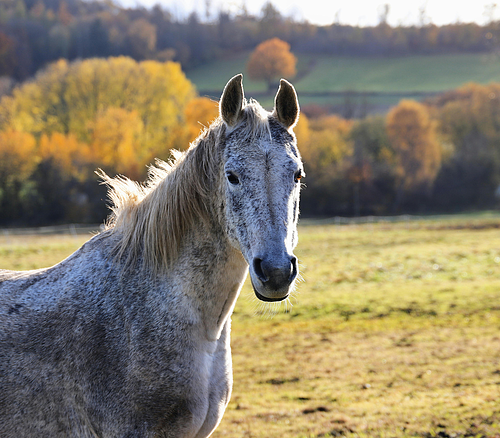 Schimmel auf Wiesen in der Natur Graues Pferd steht auf einer Wiese mit herbstlich gefärbten Bäumen im Hintergrund.