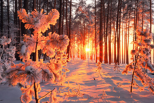 Winterwald mit schneebedeckten Kiefern und untergehender Sonne, die orangefarbenes Licht wirft.