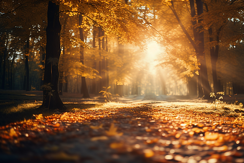 Waldweg mit herbstlich gefärbten Blättern und Sonnenstrahlen, die durch Bäume scheinen.